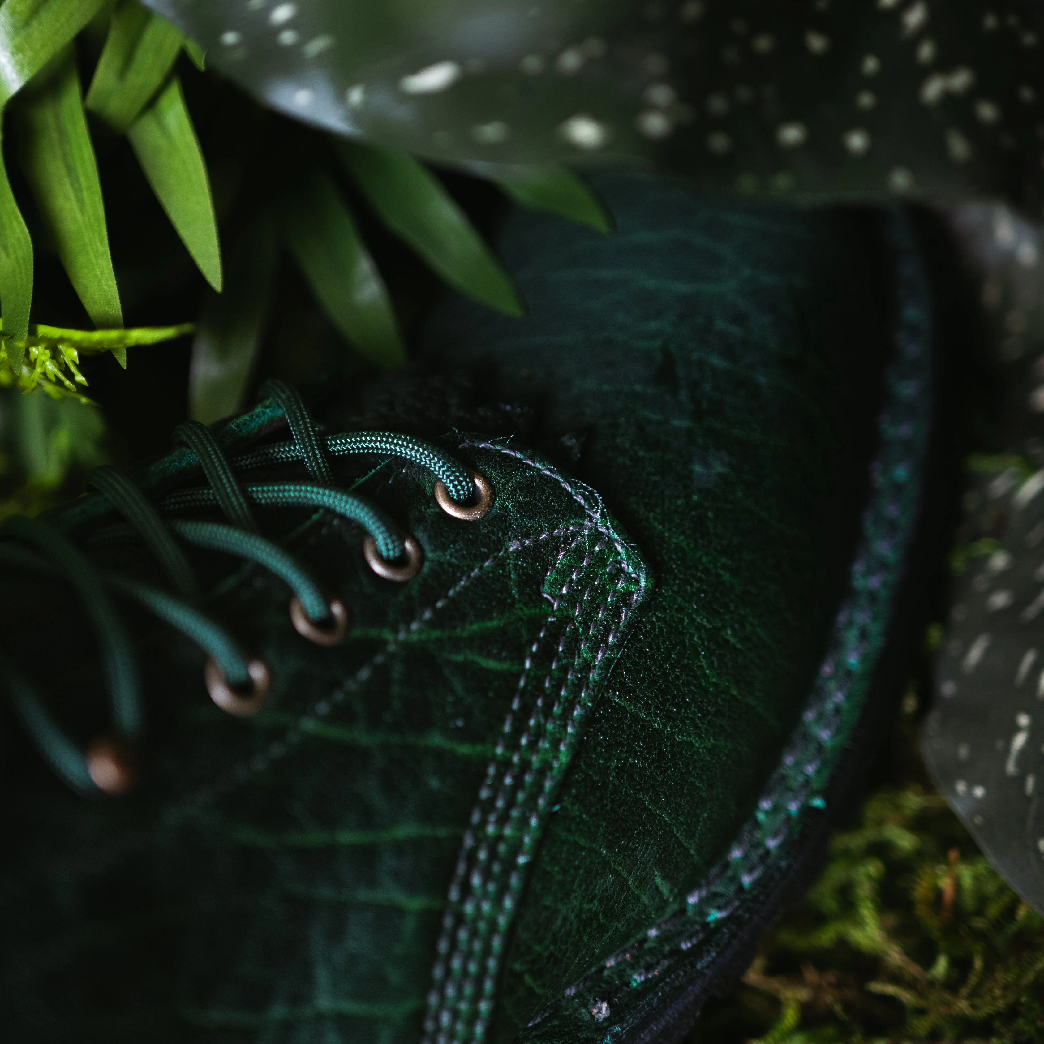 Raptor XI - Image 6